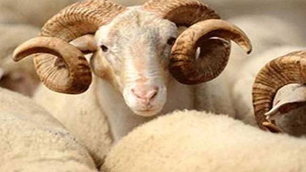 Çocuk ve Kurban Kesimi