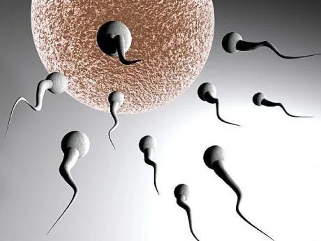 Mükemmel Sperm Profili