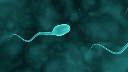 Sperm Hücresi Erkekler İçin