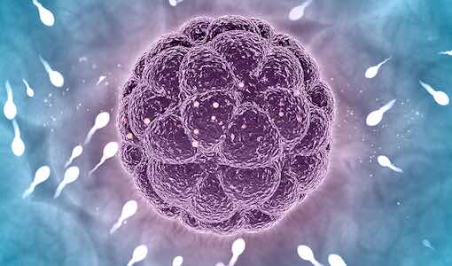 Tek Embriyo Transferi Başarısı