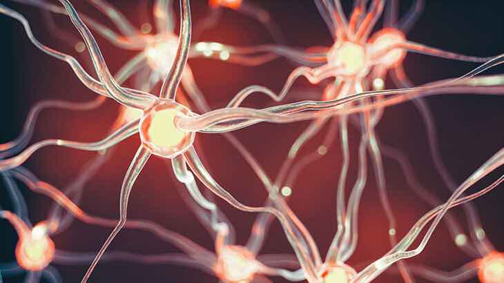 Vücut Kontrolü Hormon