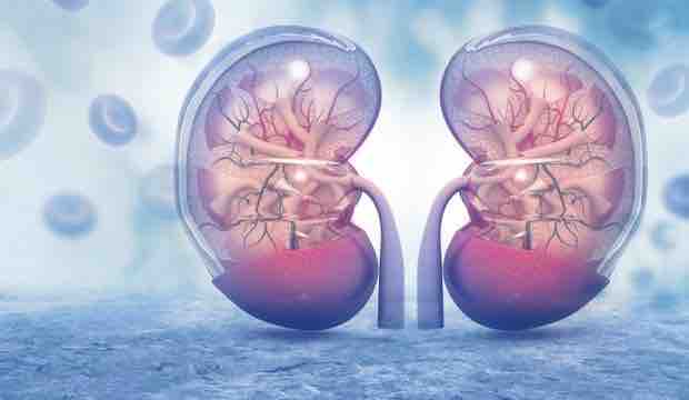 Böbrek Kalbinizin Sorumlusu Olabilir