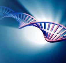 Mükemmel Irk Rüyası