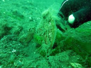 Marmara Denizi’ni 3-5 Yıl İçinde Geri Kazanabiliriz