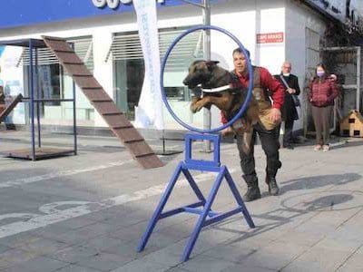Arama Kurtarma Köpeği ŞİLAN