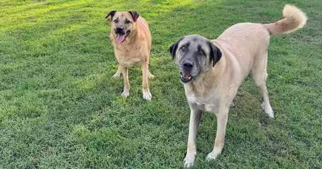 Venüs’ün Şans’a Dönen Hikayesi