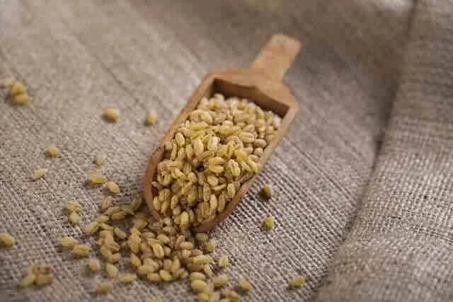 Ata Tohumu Projesi Tamamlandı